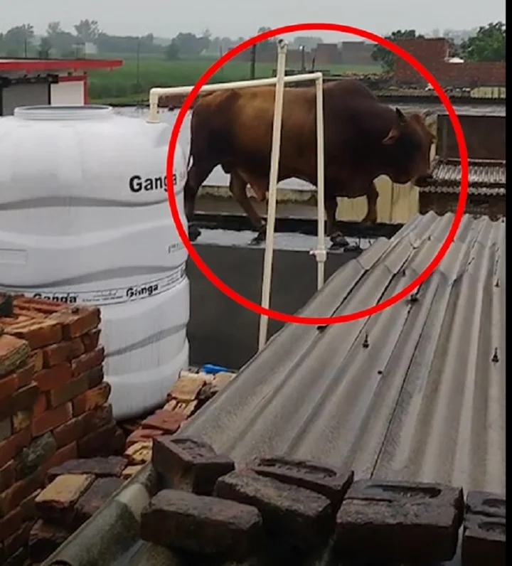 bull