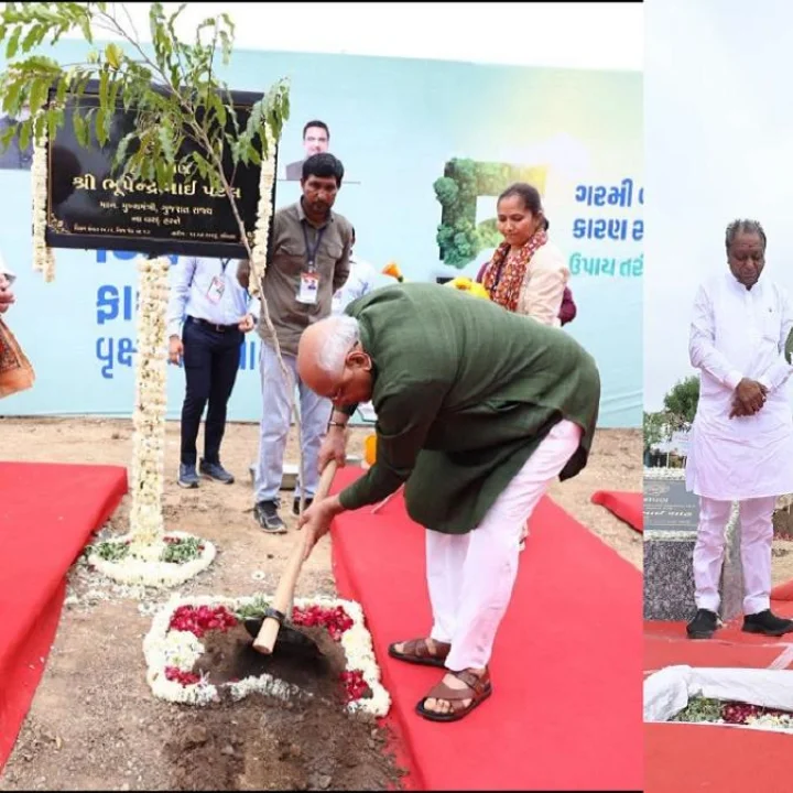 AMC Tree Plantation