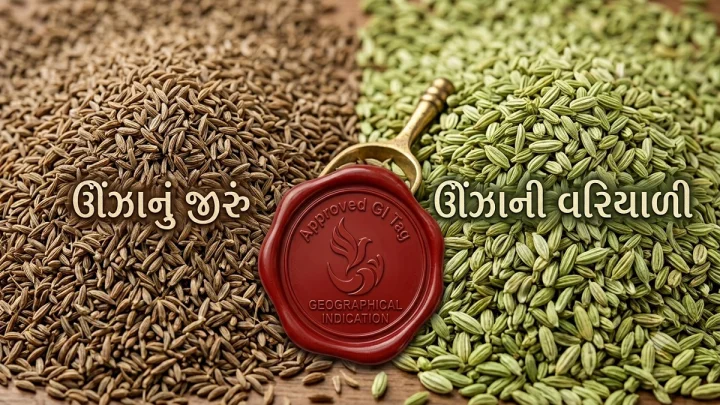 ઊંઝા જીરા-વરિયાળીને GI ટેગ: ખેડૂતોની આવકમાં 20% થી 30% સુધીના વધારાની શક્યતા