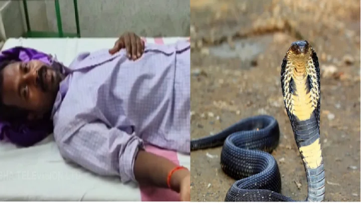 man bitten cobra