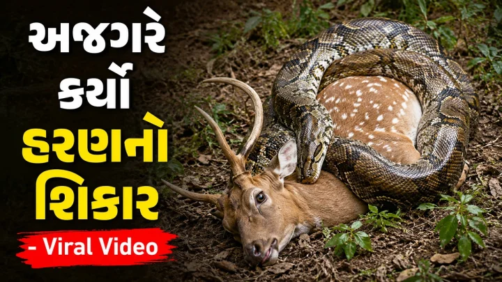 ધારી તાલુકામાં અજગર અને હરણનો શિકારનો વીડિયો વાયરલ: વન વિભાગે અજગરને રેસ્ક્યૂ કરી જંગલમાં છોડ્યો