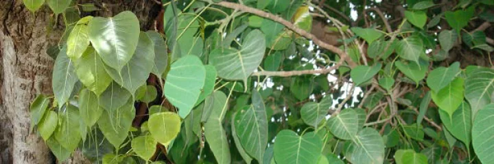 યૂરિન ઈંફેક્શન
