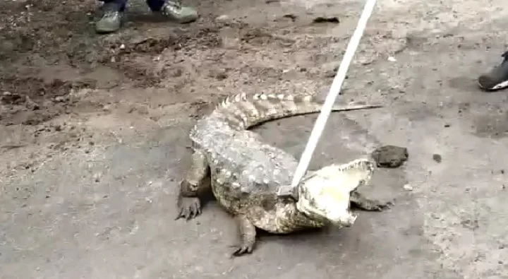 crocodile