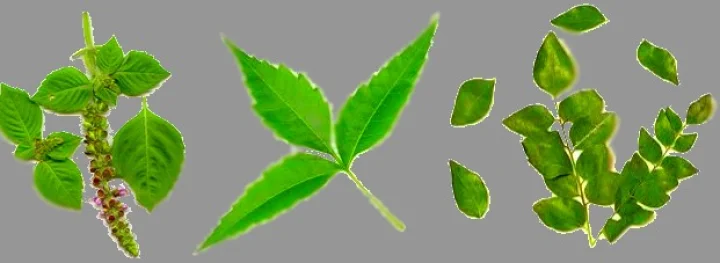 Hinduism: The ten wondrous leaves हिन्दू धर्म