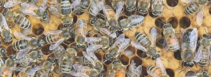 honey bee attack