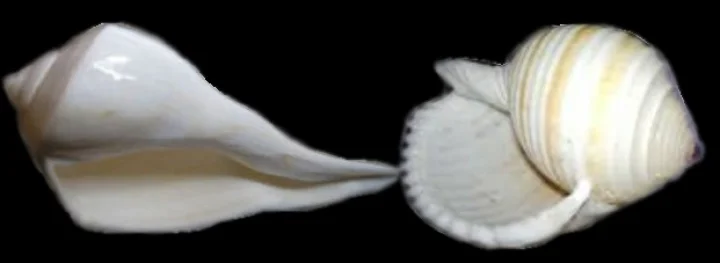Conch