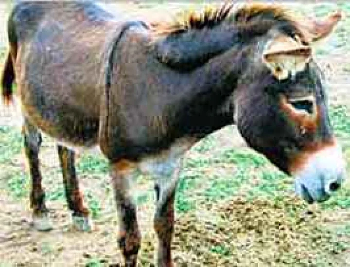 पोप फ्रांसिस