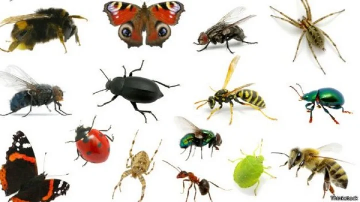 insect