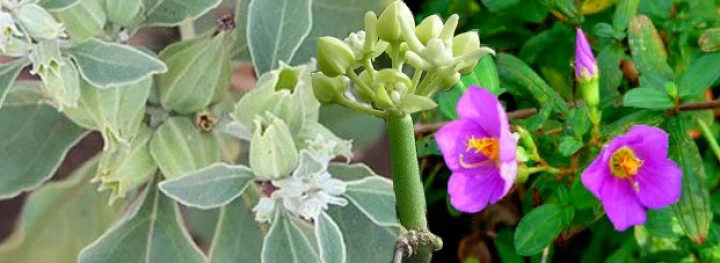 Wondrous plant