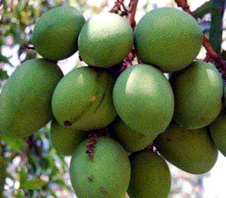 सेहतमंद चटपटा कैरी का सॉस