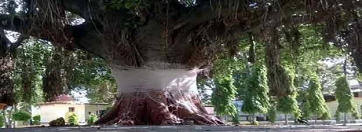 vat savitri amavasya