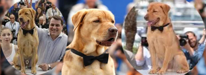 कान फिल्म फेस्टिवल में एक अवॉर्ड जानवरों के नाम