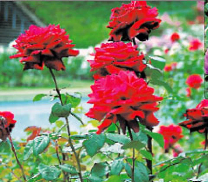 हिन्दी कविता