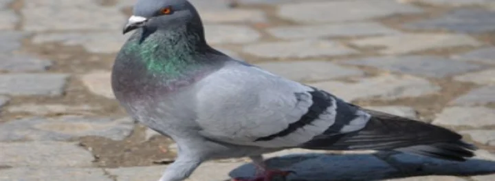 Detective pigeon