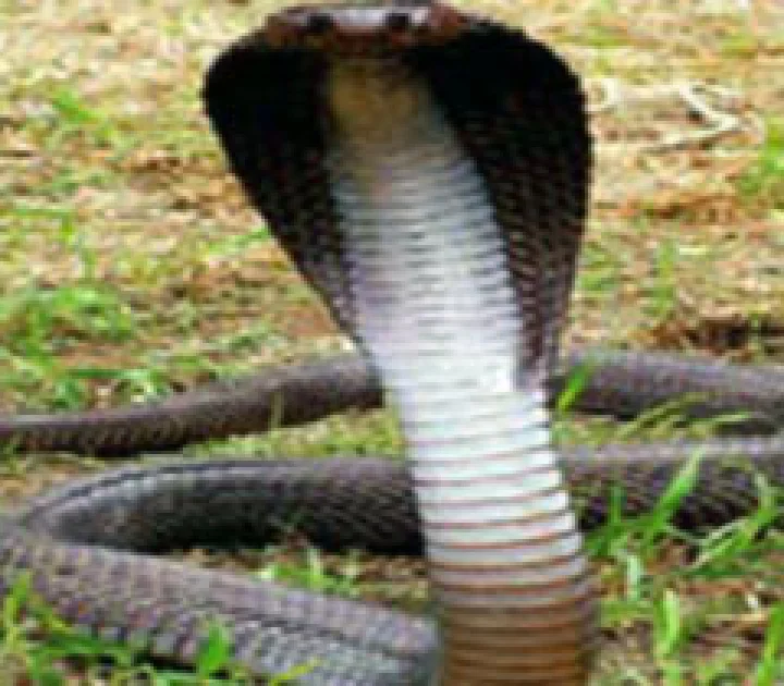 कालसर्प दोष से पीड़‍ित जातक नागपंचमी पर करें यह उपाय...