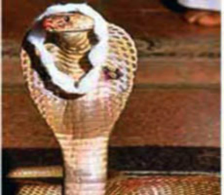 नागपंचमी की प्रचलित कथाएं...