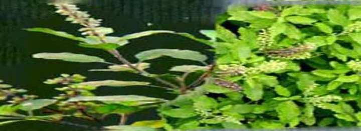 Tulsi