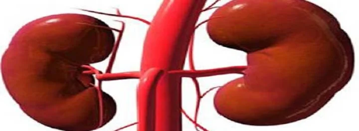 किडनी