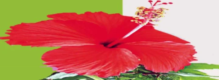 Hibiscus
