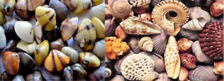 समुद्र या नदी से उत्पन्न ये 9 चमत्कारिक वस्तुएं...