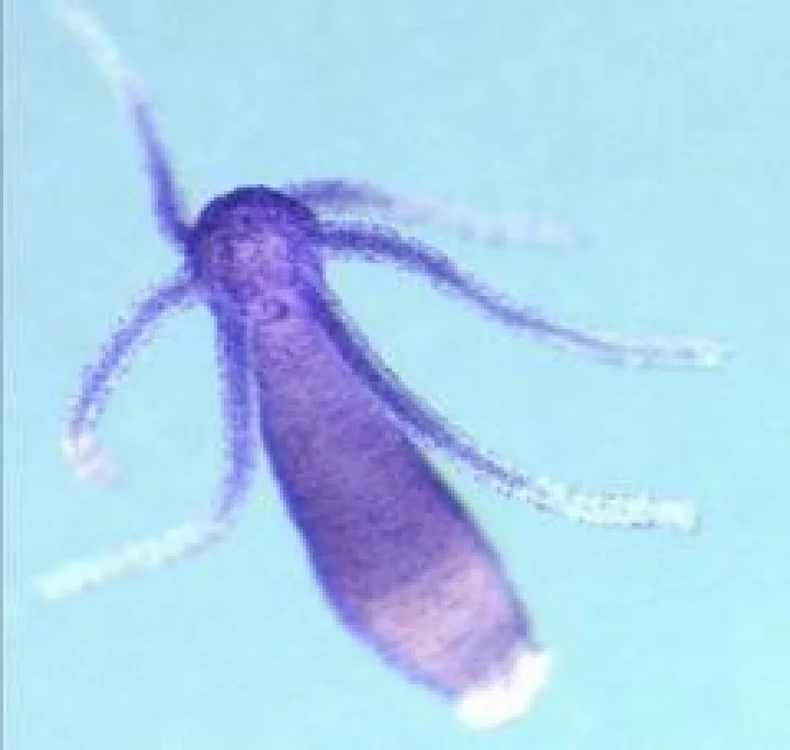 Hydra
