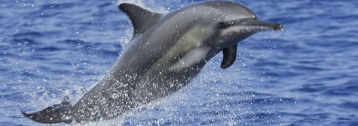 Dolphin's body
