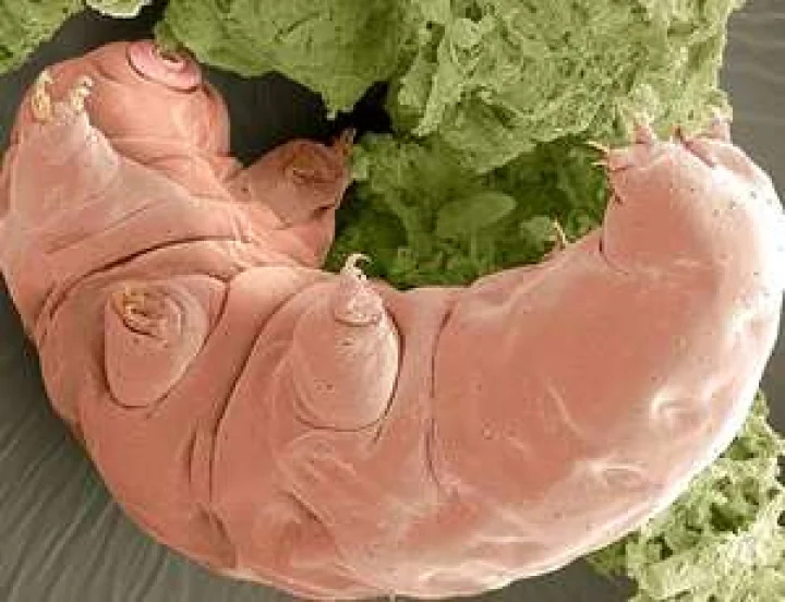 30 वर्ष बर्फ में जमे रहने के बाद जिंदा निकला!