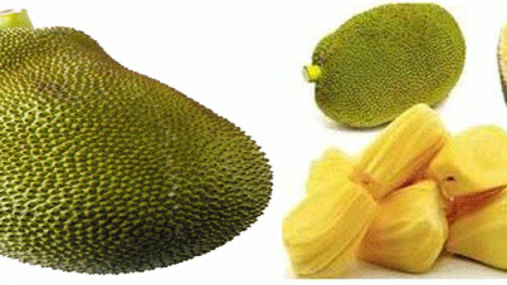 Health Benefits of Jackfruit: फणस (जॅकफ्रुट )खाण्याचे आरोग्यदायी फायदे जाणून घ्या