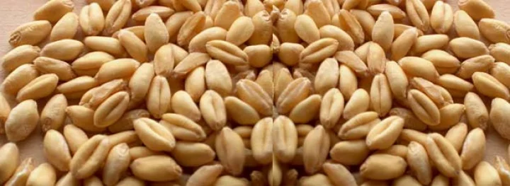 benefits of wheat 