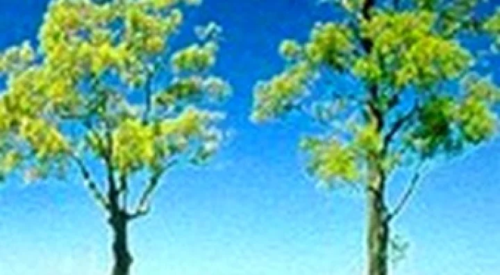 दो वृक्ष हैं पिछले जन्म के प्रेमी-प्रेमिका!