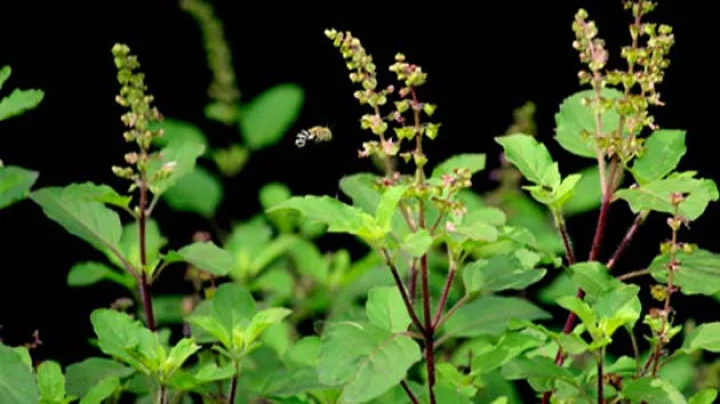 Tulsi Jyotish Upay