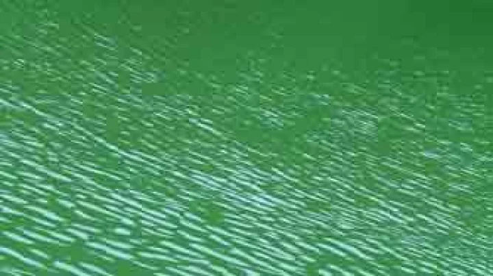 भारतीय-अमेरिकी छात्रों ने जीती नेशनल जियोग्राफिक बी प्रतियोगिता