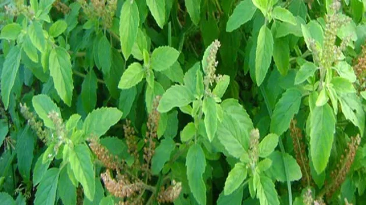 somvati amavasya