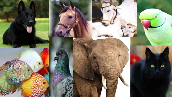 Animals in Dream