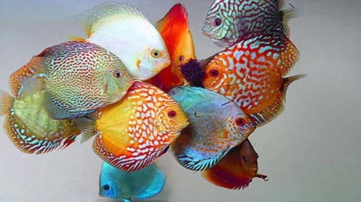 fish can also solve maths problems