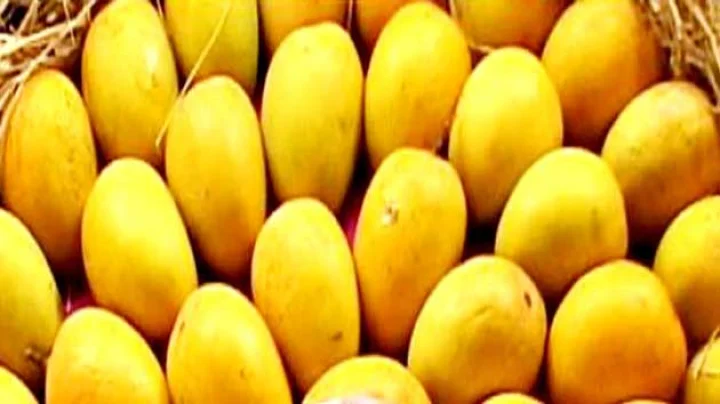 mango orchards