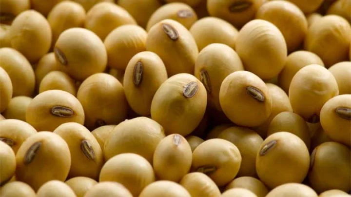 Soyabean