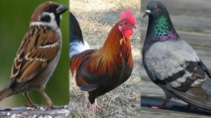 Prediction by bird in hindi