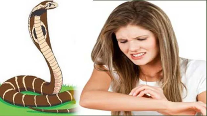 घरेलू मक्खी