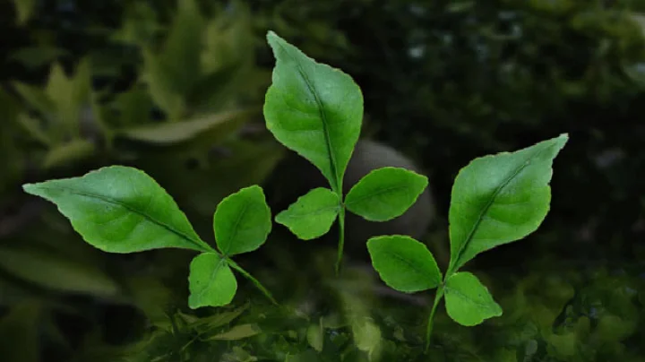 benefits of bilva tree roots