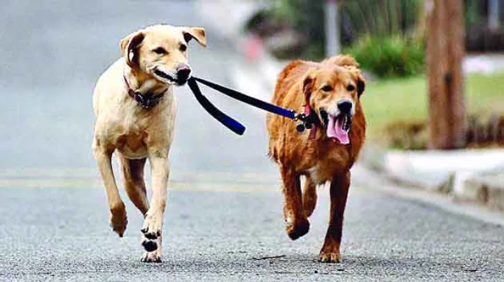 Dogs