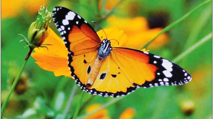 poem on nature