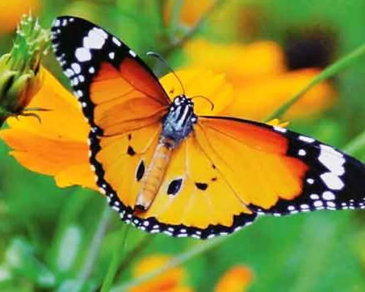 webdunia