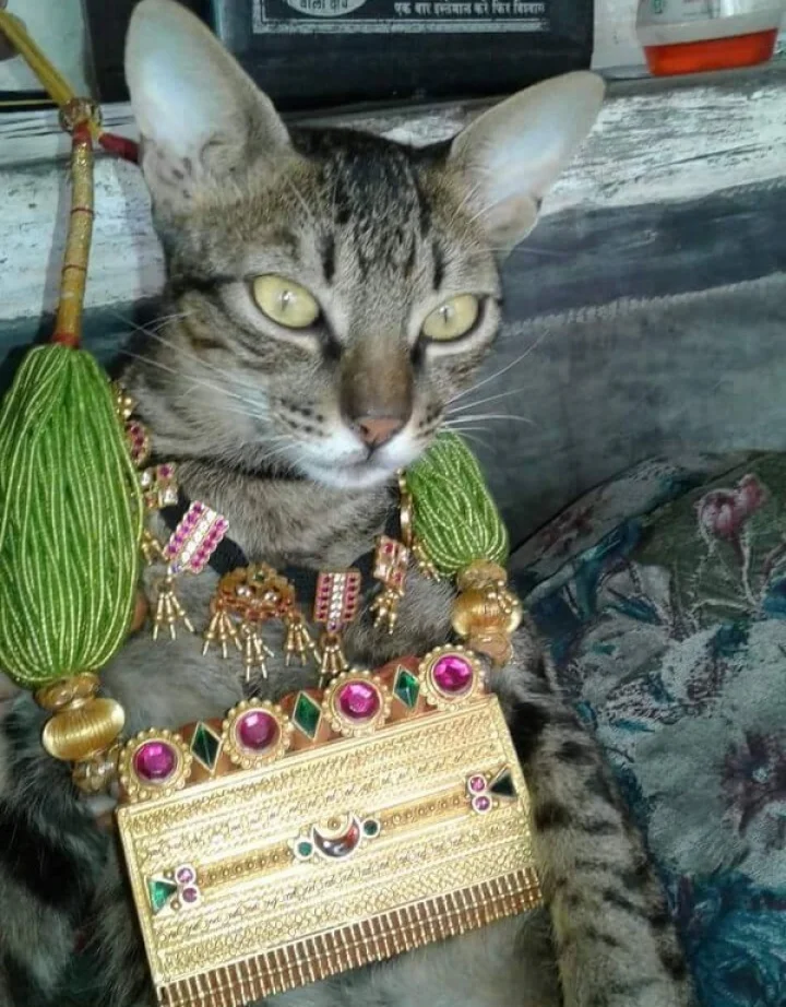 cat