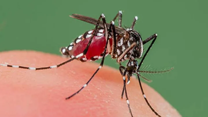 Dengue in Indore