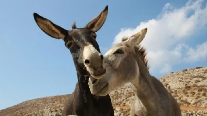 donkey