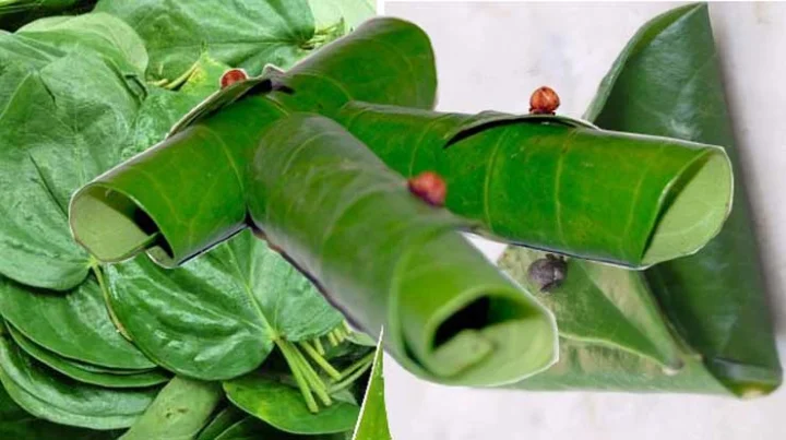 paan ka podha kaise lagaye