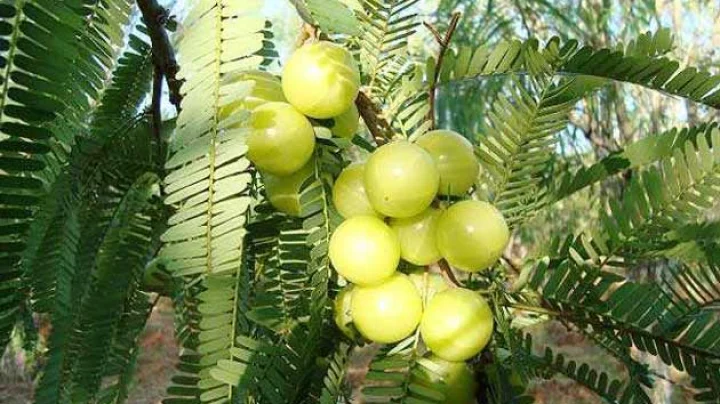 Indian Gooseberry