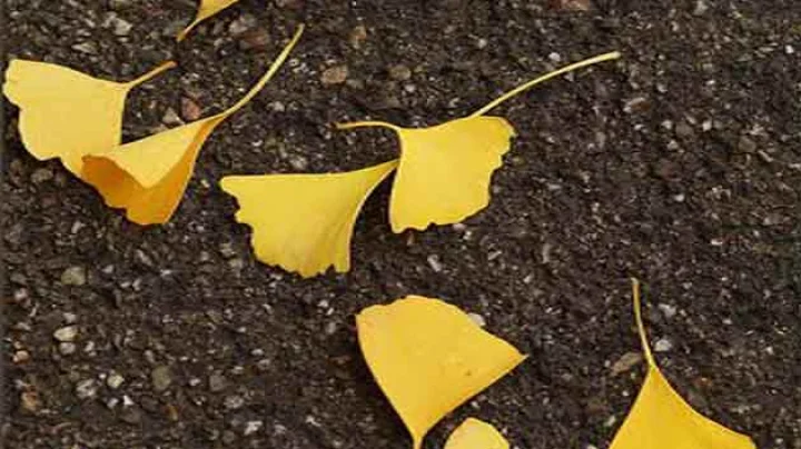 हिन्दी कविता