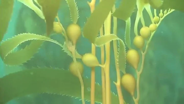 Miraculous see weed